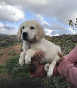 Golden retriever