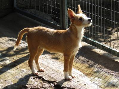 Podengo Portugus Mdio Cerdoso com LOP Pedigree