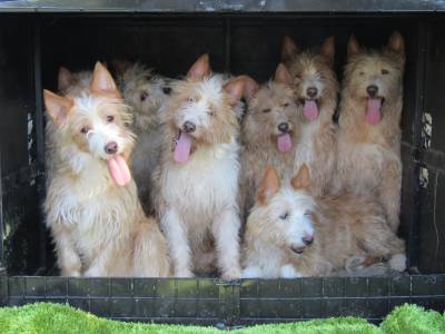 Podengo Portugus Mdio Cerdoso com LOP Pedigree