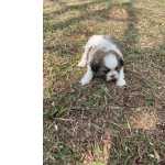 Shih-tzu VENHA BUSCAR O SEU SHIH TZ COM A GENTE AQUI ELE  CRIADO POR MDICA VETERINRIA