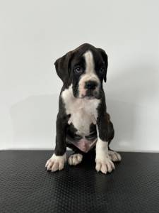 Boxer cachorros disponveis