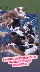 FILHOTES DE BORDER COLLIE DISPONVEIS