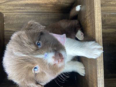 FILHOTES DE BORDER COLLIE DISPONVEIS