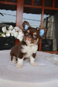 Chihuahua macho pelo longo chocolate VT