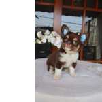 Chihuahua Chihuahua macho pelo longo chocolate VT