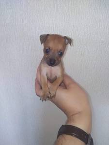 Pinscher Miniatura Top