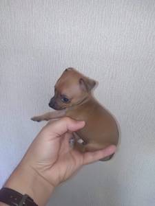 Pinscher Miniatura Top