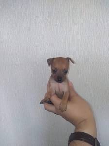 Pinscher Miniatura Top