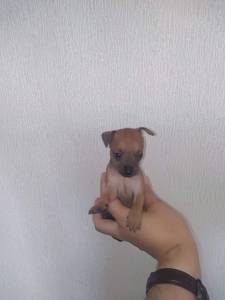 Pinscher Miniatura Top