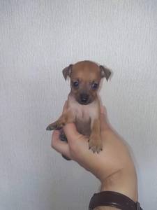 Pinscher Miniatura Top