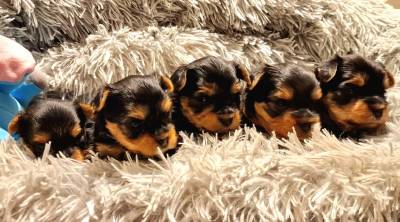 Filhotes TOPs de Yorkshire Terrier com Pedigree