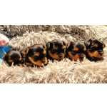 Yorkshire Terrier Filhotes TOPs de Yorkshire Terrier com Pedigree Pernambuco Camaragibe