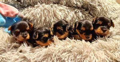 Filhotes TOPs de Yorkshire Terrier com Pedigree