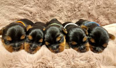 Filhotes TOPs de Yorkshire Terrier com Pedigree