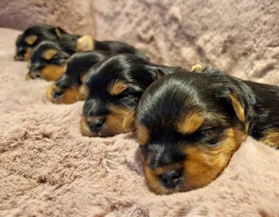 Filhotes TOPs de Yorkshire Terrier com Pedigree