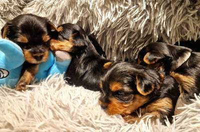 Filhotes TOPs de Yorkshire Terrier com Pedigree