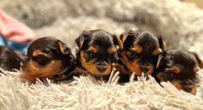 Filhotes TOPs de Yorkshire Terrier com Pedigree