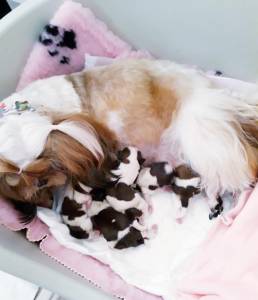 Filhotes TOPs de Shih Tzu com Pedigree