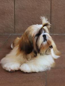 Filhotes TOPs de Shih Tzu com Pedigree