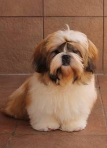 Filhotes TOPs de Shih Tzu com Pedigree