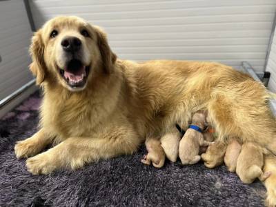 Filhotes TOPs de Golden Retriever com Pedigree