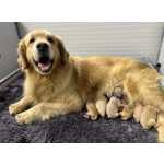 Golden Retriever Filhotes TOPs de Golden Retriever com Pedigree Pernambuco Camaragibe