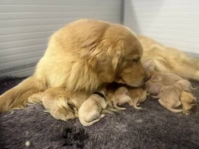 Filhotes TOPs de Golden Retriever com Pedigree