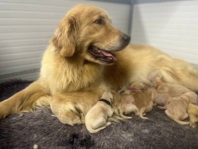 Filhotes TOPs de Golden Retriever com Pedigree