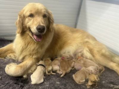 Filhotes TOPs de Golden Retriever com Pedigree