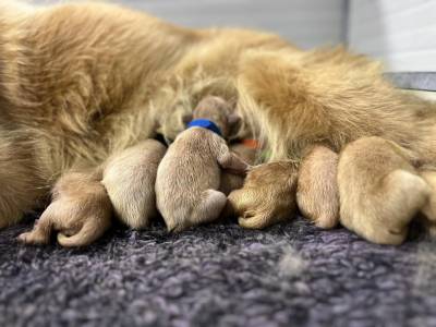 Filhotes TOPs de Golden Retriever com Pedigree