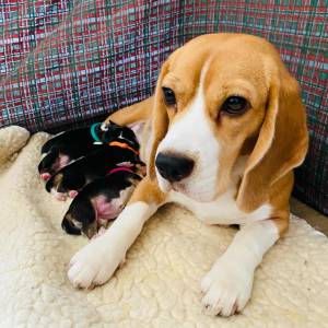 Filhotes TOPs de Beagle com Pedigree