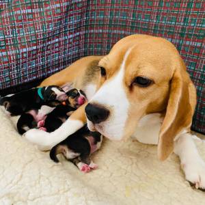 Filhotes TOPs de Beagle com Pedigree