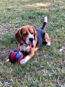 Filhotes TOPs de Beagle com Pedigree