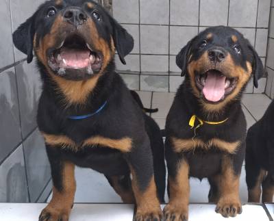 Melhores Filhotes de Rottweiler com Pedigree