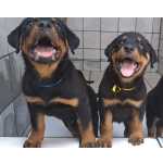 Rottweiler Melhores Filhotes de Rottweiler com Pedigree Pernambuco Camaragibe