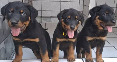 Melhores Filhotes de Rottweiler com Pedigree