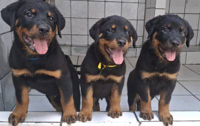 Melhores Filhotes de Rottweiler com Pedigree