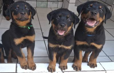 Melhores Filhotes de Rottweiler com Pedigree