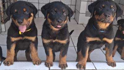 Melhores Filhotes de Rottweiler com Pedigree