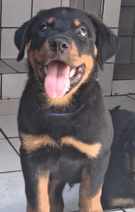 Melhores Filhotes de Rottweiler com Pedigree