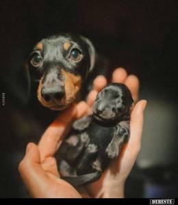 Filhotes de Dachshund Teckel Miniatura