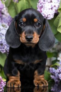 Filhotes de Dachshund Teckel Miniatura