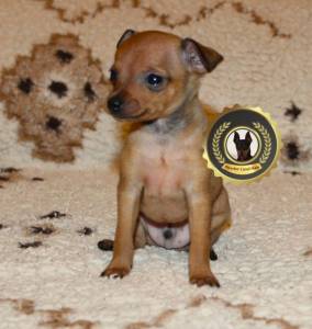 Pinscher Super Miniatura