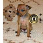 Pinscher Miniatura Pinscher Super Miniatura