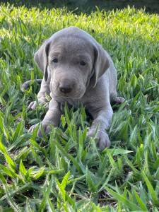 EXTICOS WEIMARANERS CRIADOS POR MDICA VETERINRIA