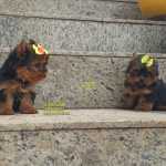 Yorkshire Terrier yorkshire filhotes