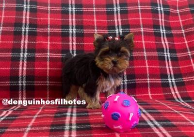 Venda de Filhote de Yorkshire Terrier