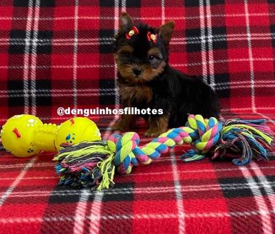 Yorkshire Terrier Filhote de Yorkshire