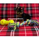 Yorkshire Terrier Yorkshire Terrier Filhote de Yorkshire