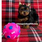 Yorkshire Terrier Terrier Yorkshire Filhote Yorkshire